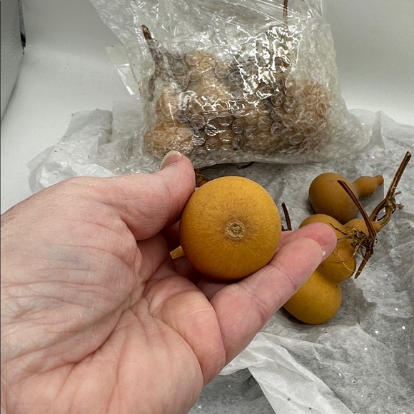 Bottled Gourd’s Mini Natural Dried-Also Known as (CALABASH) Lot of 20 pieces - Picture 4 of 4